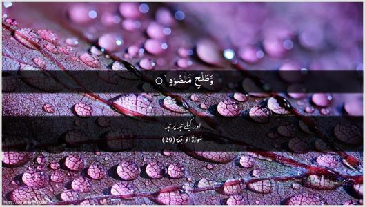 Al-Waaqia Ayah 29 - Arabic + Urdu wallpaper