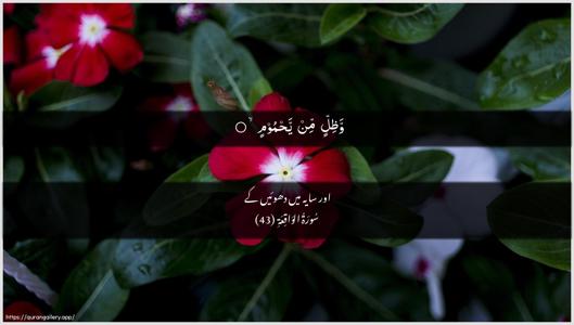Al-Waaqia Ayah 43 - Arabic + Urdu wallpaper