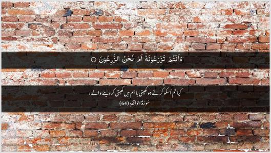 Al-Waaqia Ayah 64 - Arabic + Urdu wallpaper
