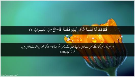 Al-Maaida Ayah 30 - Arabic + Urdu wallpaper