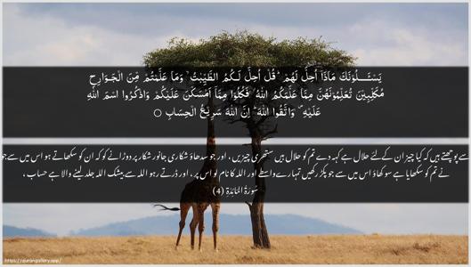 Al-Maaida Ayah 4 - Arabic + Urdu wallpaper