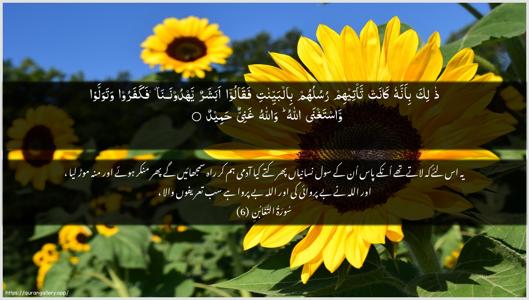 At-Taghaabun Ayah 6 - Arabic + Urdu wallpaper