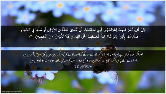 Al-An"aam Ayah 35 - Arabic + Urdu wallpaper