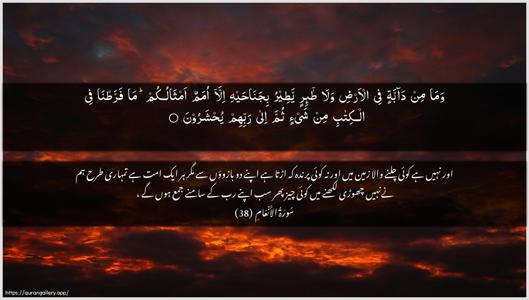 Al-An"aam Ayah 38 - Arabic + Urdu wallpaper