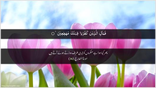 Al-Ma"aarij Ayah 36 - Arabic + Urdu wallpaper