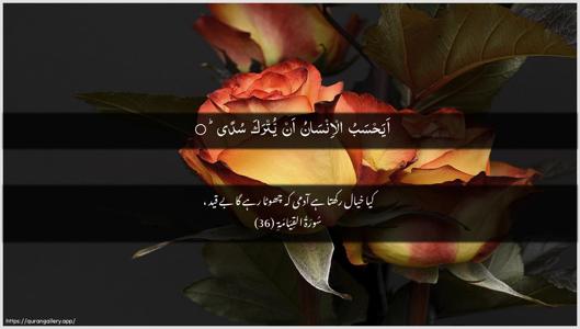 Al-Qiyaama Ayah 36 - Arabic + Urdu wallpaper