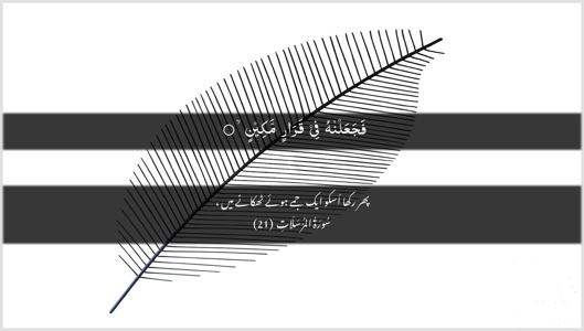 Al-Mursalaat Ayah 21 - Arabic + Urdu wallpaper