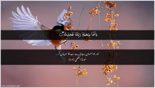 Ad-Dhuhaa Ayah 11 - Arabic + Urdu wallpaper