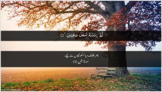 At-Tin Ayah 5 - Arabic + Urdu wallpaper