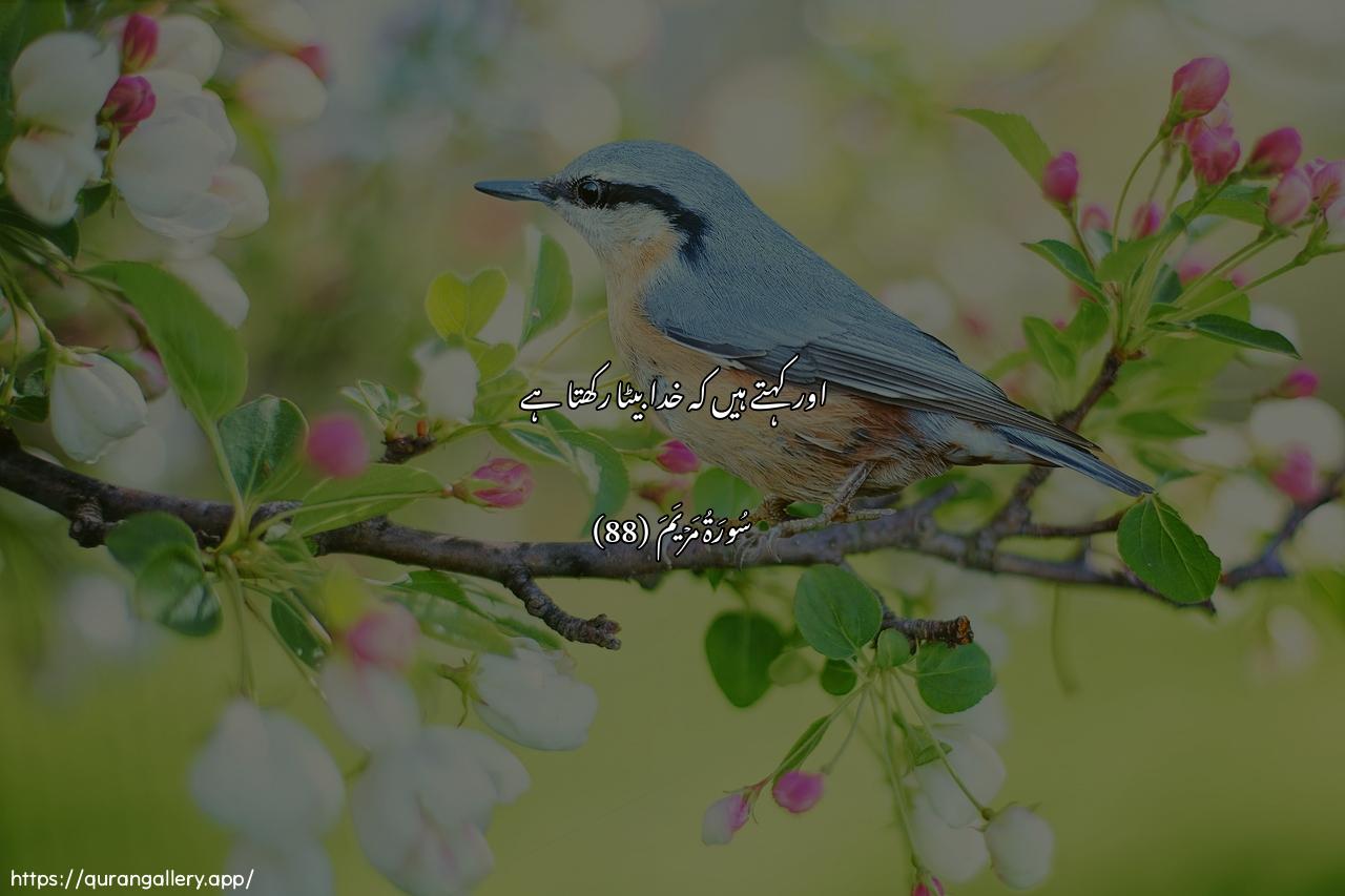 Surah Maryam Ayah 88 of 19 HD Wallpaper: Download Beautiful horizontal Quran Verse Image | Waqaloo ittakhatha arrahmanuwalada