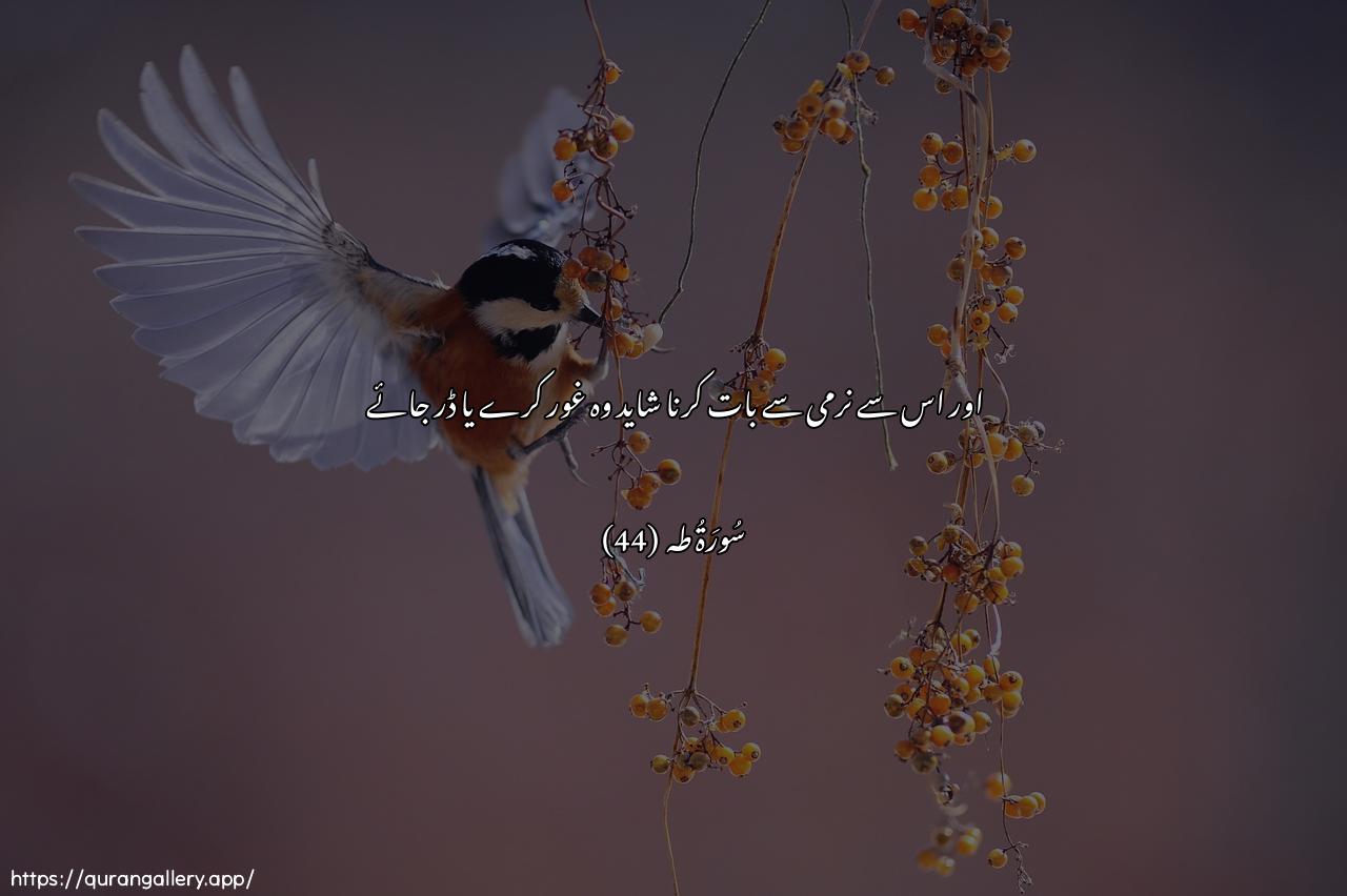 Surah Taa-Haa Ayah 44 of 20 HD Wallpaper: Download Beautiful horizontal Quran Verse Image | Faqoola lahu qawlan layyinanlaAAallahu yatathakkaru aw yakhsha