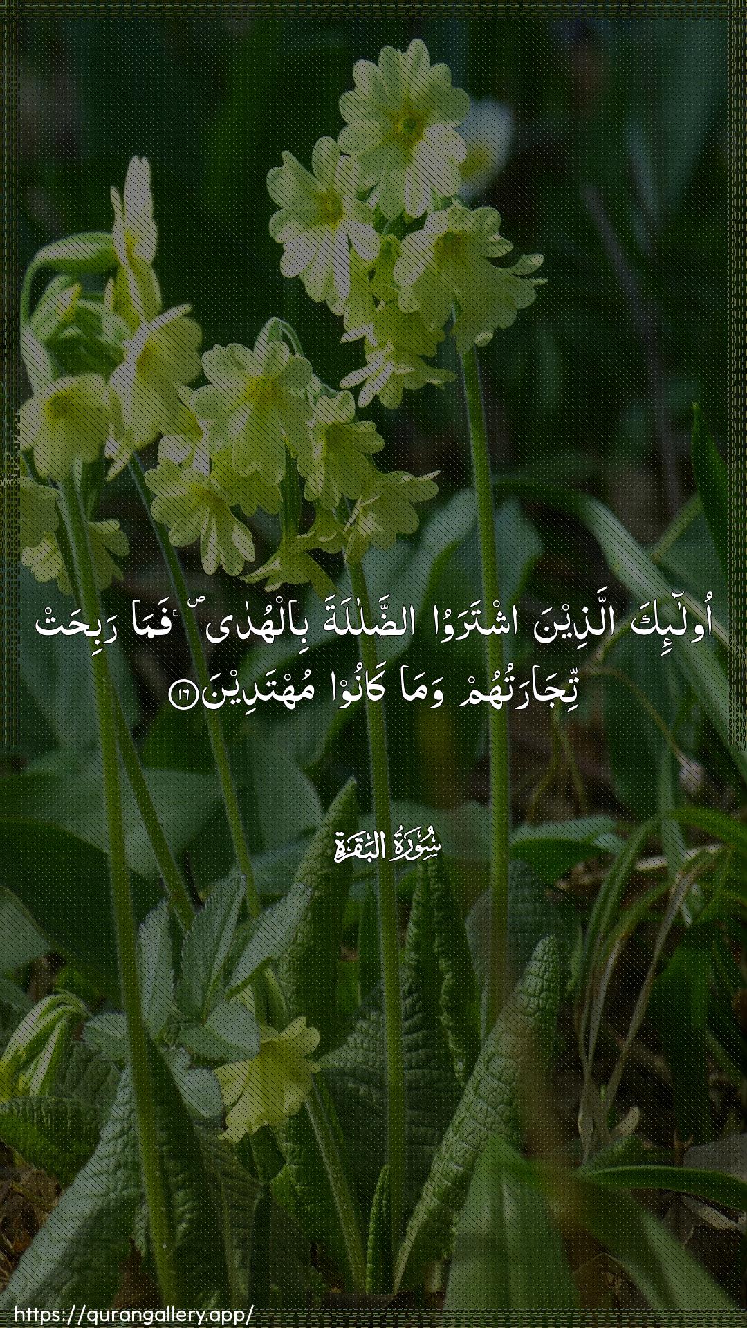 Surah Al-Baqara Ayah 16 of 2 HD Wallpaper: Download Beautiful vertical Quran Verse Image | Ola-ika allatheena ishtarawooaddalalata bilhuda famarabihat tijaratuhum wama kanoomuhtadeen