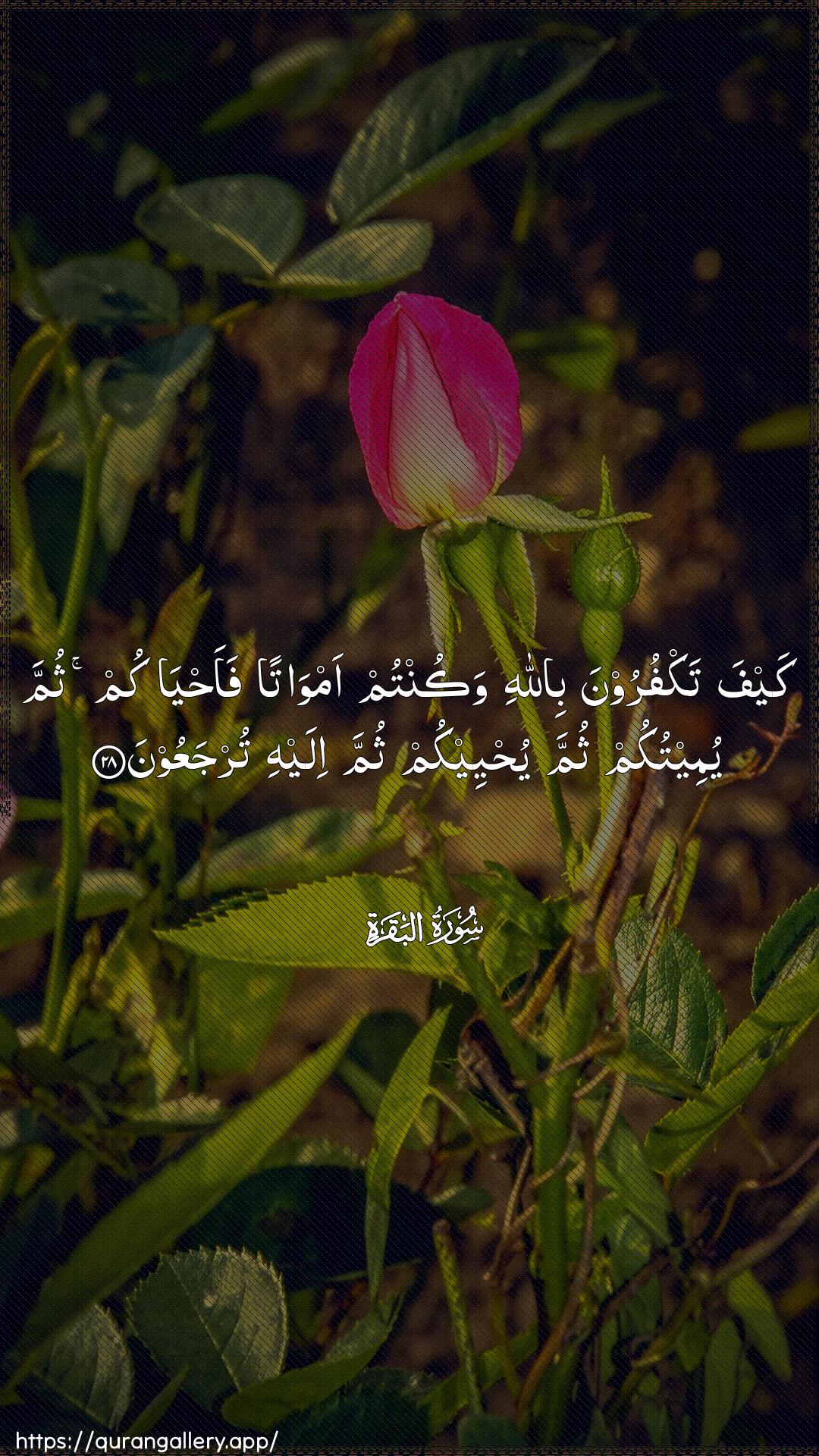 Surah Al-Baqara Ayah 28 of 2 HD Wallpaper: Download Beautiful vertical Quran Verse Image | Kayfa takfuroona billahiwakuntum amwatan faahyakum thumma yumeetukumthumma yuhyeekum thumma ilayhi turjaAAoon