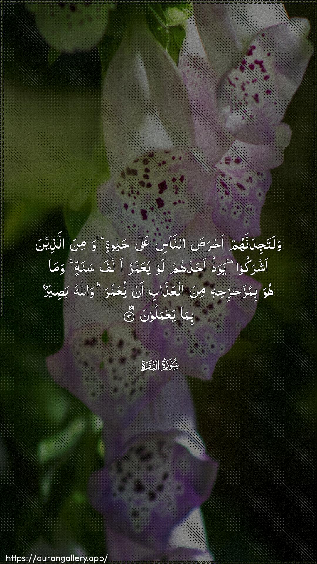 Surah Al-Baqara Ayah 96 of 2 HD Wallpaper: Download Beautiful vertical Quran Verse Image | Walatajidannahum ahrasa annasiAAala hayatin wamina allatheenaashrakoo yawaddu ahaduhum law yuAAammaru alfa sanatin wamahuwa bimuzahzihihi mina alAAathabi anyuAAammara wallahu baseerun bimayaAAmaloon