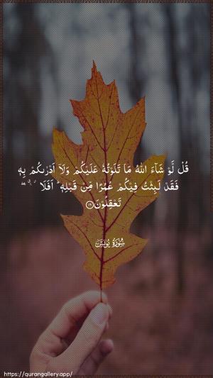 Yunus Ayah 16 - Arabic wallpaper