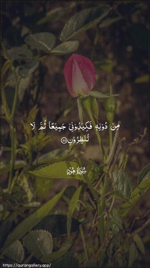 Hud Ayah 55 - Arabic wallpaper