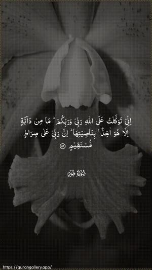 Hud Ayah 56 - Arabic wallpaper