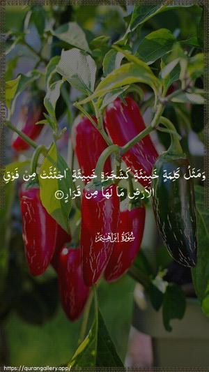 Ibrahim Ayah 26 - Arabic wallpaper