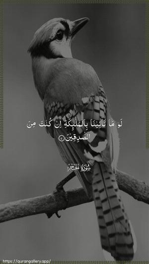 Al-Hijr Ayah 7 - Arabic wallpaper