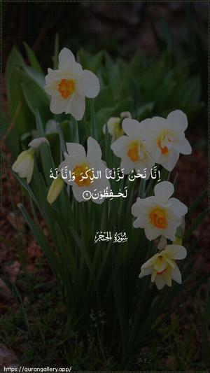 Al-Hijr Ayah 9 - Arabic wallpaper