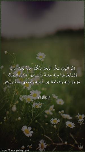 An-Nahl Ayah 14 - Arabic wallpaper