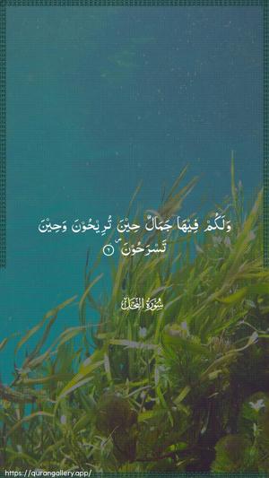 An-Nahl Ayah 6 - Arabic wallpaper