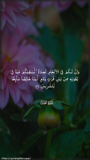 An-Nahl Ayah 66 - Arabic wallpaper