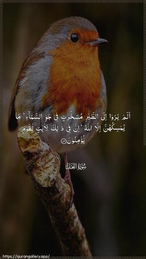 An-Nahl Ayah 79 - Arabic wallpaper