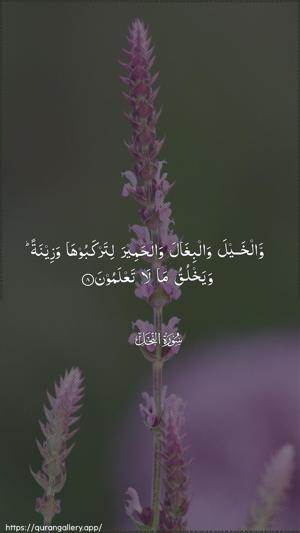 An-Nahl Ayah 8 - Arabic wallpaper