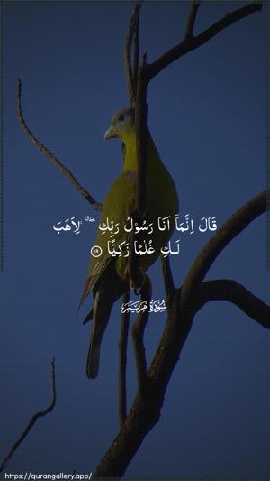 Maryam Ayah 19 - Arabic wallpaper