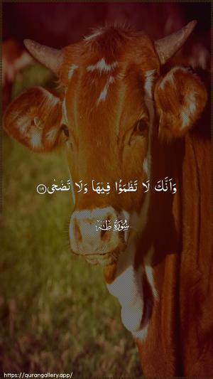 Taa-Haa Ayah 119 - Arabic wallpaper