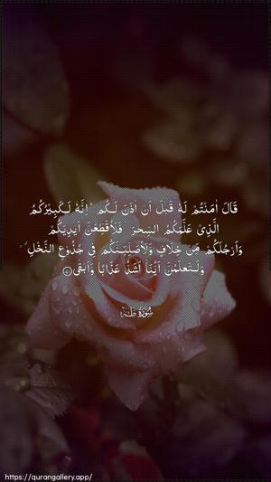 Taa-Haa Ayah 71 - Arabic wallpaper