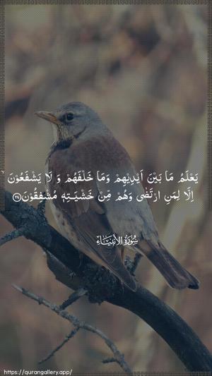 Al-Anbiyaa Ayah 28 - Arabic wallpaper