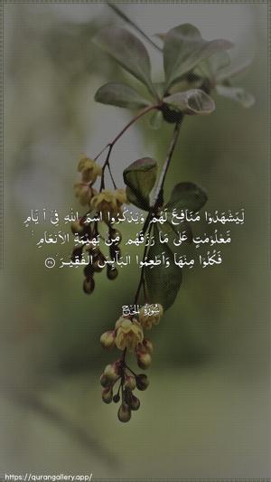 Al-Hajj Ayah 28 - Arabic wallpaper