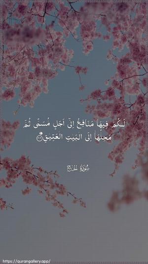 Al-Hajj Ayah 33 - Arabic wallpaper