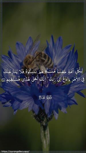 Al-Hajj Ayah 67 - Arabic wallpaper