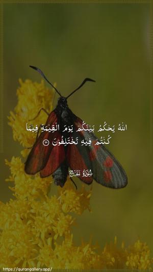 Al-Hajj Ayah 69 - Arabic wallpaper
