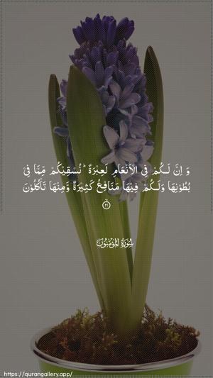 Al-Muminoon Ayah 21 - Arabic wallpaper