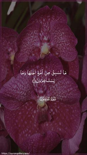 Al-Muminoon Ayah 43 - Arabic wallpaper