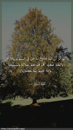 An-Noor Ayah 41 - Arabic wallpaper