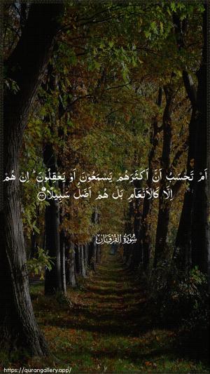 Al-Furqaan Ayah 44 - Arabic wallpaper