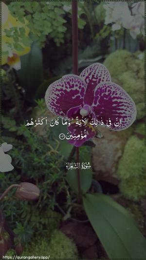 Ash-Shu"araa Ayah 103 - Arabic wallpaper