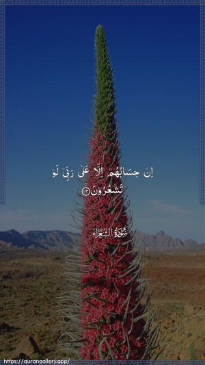 Ash-Shu"araa Ayah 113 - Arabic wallpaper