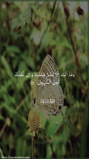 Ash-Shu"araa Ayah 186 - Arabic wallpaper