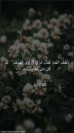 An-Naml Ayah 20 - Arabic wallpaper