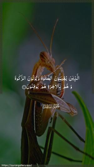 An-Naml Ayah 3 - Arabic wallpaper