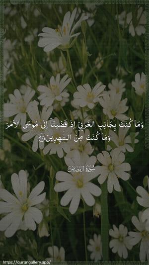 Al-Qasas Ayah 44 - Arabic wallpaper