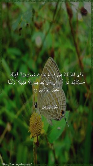 Al-Qasas Ayah 58 - Arabic wallpaper