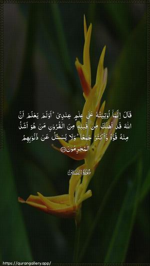 Al-Qasas Ayah 78 - Arabic wallpaper