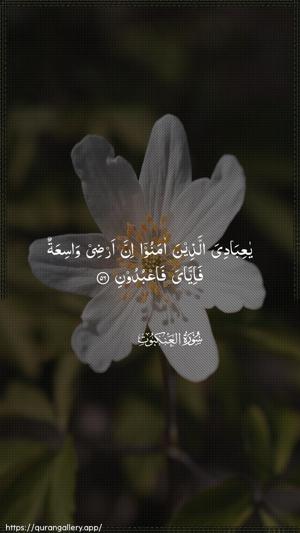 Al-Ankaboot Ayah 56 - Arabic wallpaper